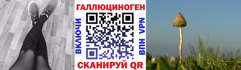 мега   Катайск  Галлюциногенные грибы Cubensis 